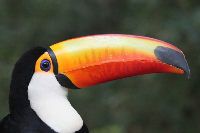 toucan